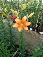 [5093 Longwood No01.JPG]